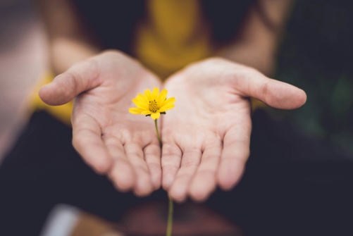 Offene Hände halten behutsam eine kleine gelbe Blüte